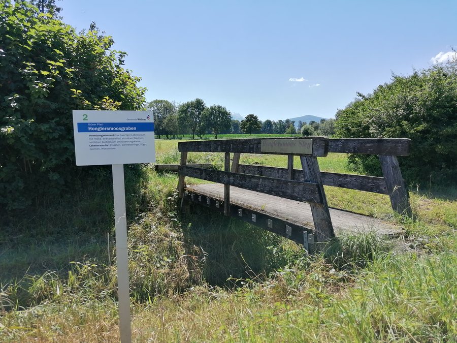 File:Honglermoosgraben im Riet in Widnau.jpg