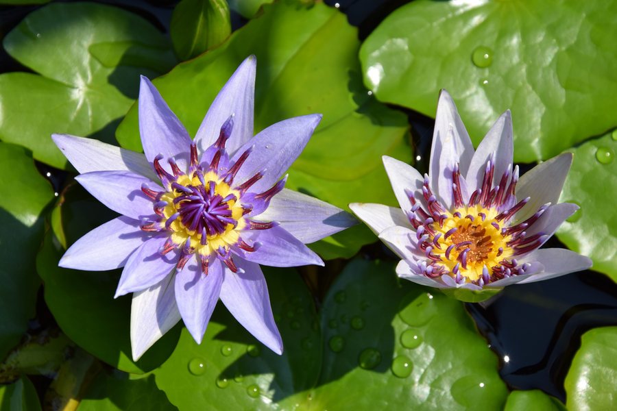 The magical flowers of Brissago Island
