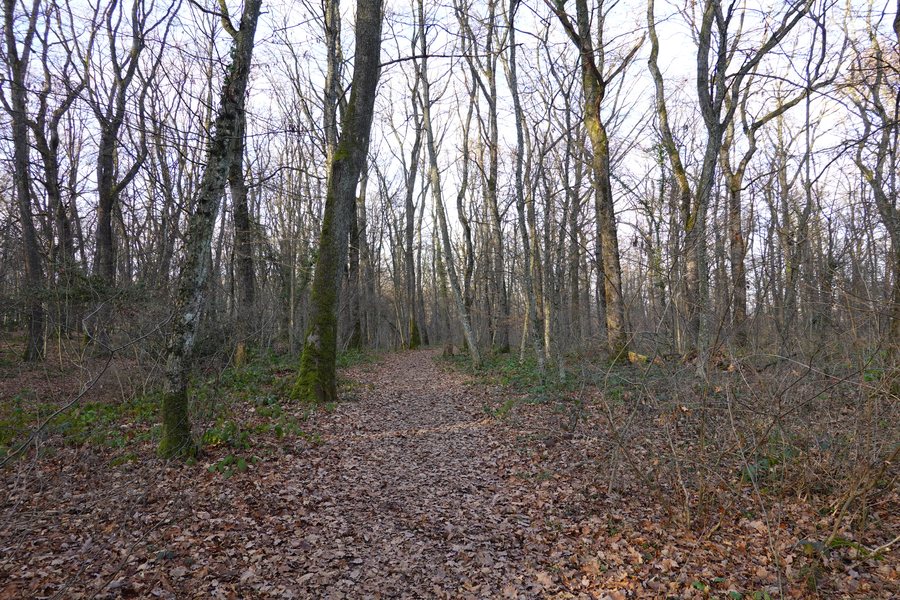 File:Bois du Milly @ Plan-les-Ouates @ Geneva (49424687723).jpg