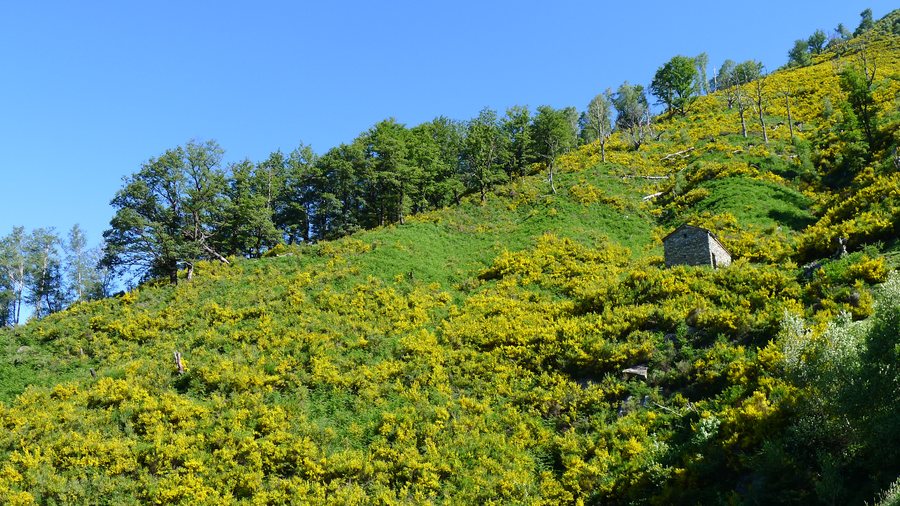 Landscape around Archeggio and Chimoi (above Gordevio) (9135845677).jpg