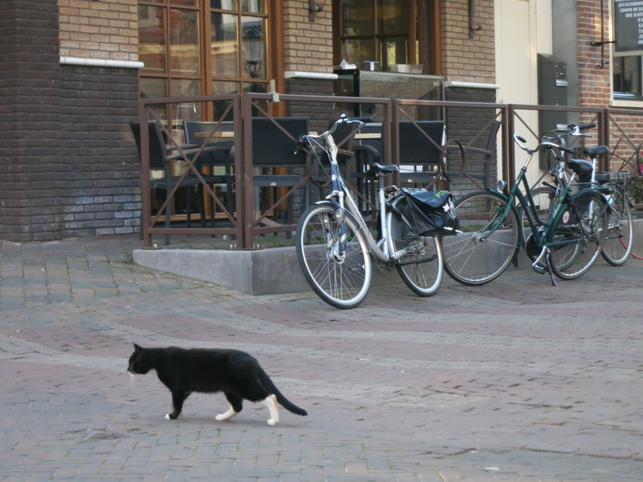 Un gatto in un paesaggio rurale