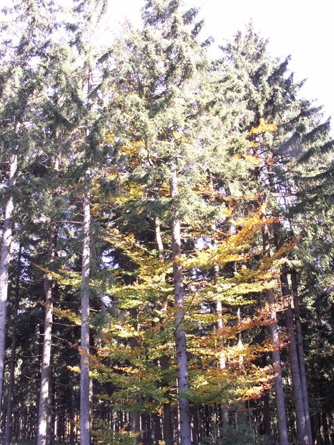 Sentiero autunnale nella foresta